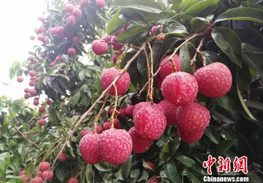 董车长能长久吗1000元一斤的荔枝！不是“荔枝刺客”是“带刀侍卫”